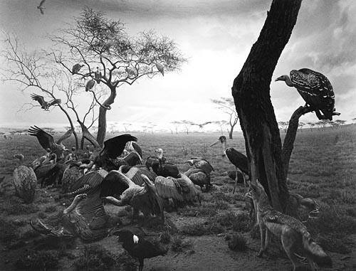 Postkarte Hyena-Jackal-Vulture